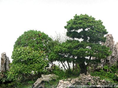 Wuhan Bonsai